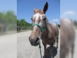 ネイチャークラブ_遊馬修学旅行2
